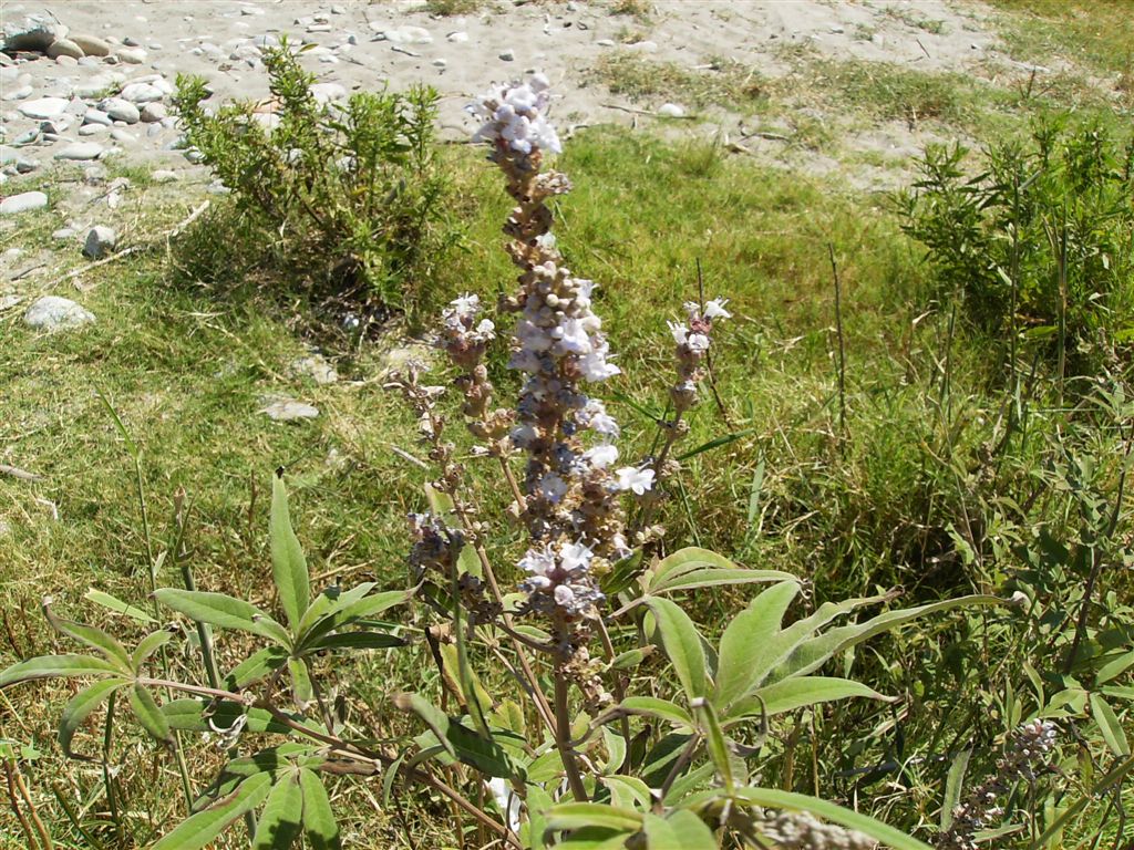 Vitex agnus-castus